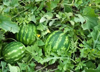 На Херсонщині збільшують площі під овочі та кавуни