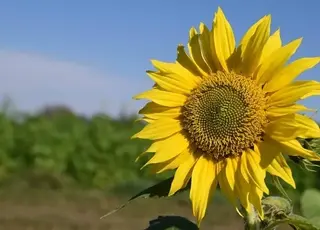 Озвучено оновлені ціни на соняшник в Україні