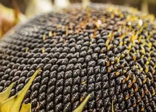 Стало відомо, як змінилися ціни на соняшник в Україні