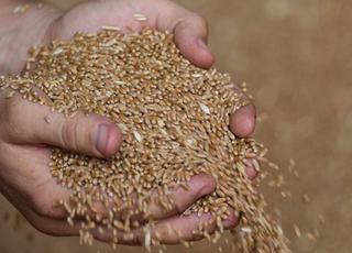 Країни, які купуватимуть вкрадене в України зерно, стануть співучасниками злочину