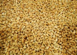 Ціни на пшеницю падають: повільний експорт загрожує накопиченням залишків зерна