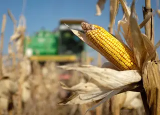 В Україні розпочато збирання кукурудзи