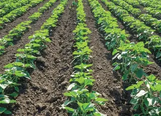 Ґрунтові гербіциди для соняшника, кукурудзи та сої: як захистити посіви до появи сходів