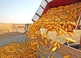 Виробництво кукурудзи в Україні за 30 років зросло у 10 разів