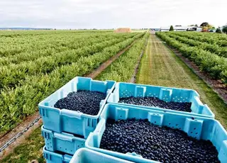 Україна шукає нову модель експорту лохини