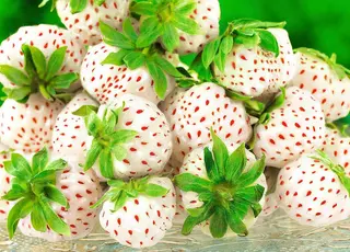 Унікальні білі сорти суниці набирають популярності