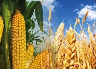 В Україні зростання вартості кукурудзи компенсувало падіння цін на пшеницю в серпні