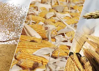 Україна різко скоротила експорт основних культур