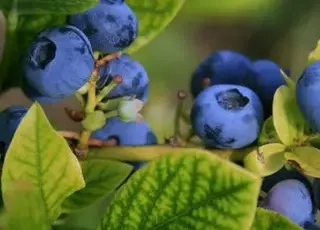 В Україні ціни на лохину зростають через обмежену пропозицію та високий попит