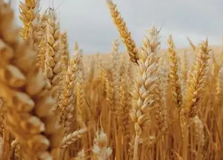 Німеччина збільшує прогнози врожаю пшениці та ріпаку у 2025 році