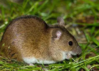 На озимих культурах спостерігають розвиток хвороб та підвищену активність гризунів