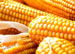 США витісняє українську кукурудзу зі світових ринків