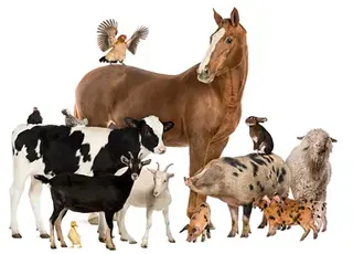 Програма підтримки тваринництва: названо топ-3 важливих для переробників змін