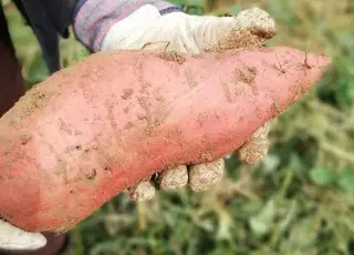 Українець вирощує батат із трьохкілограмовими бульбами на Чернігівщині