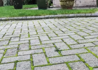 Ефективні способи видалення моху з бруківки та тротуарної плитки
