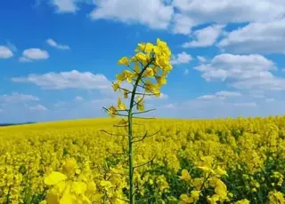 Прогноз врожаю ріпаку в Україні: ризики через посуху та спеку залишаються