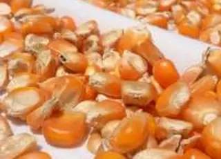 З початку 2026 року ціни на українську кукурудзу зросли більш ніж на 1000 грн/т