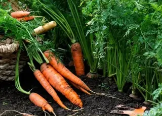 Городники назвали простий і ефективний лайфхак розведення моркви