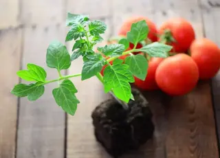 Знавці розповіли про сприятливі дні у лютому для розсади помідорів