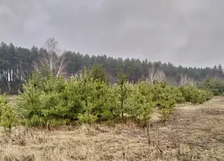 На Дніпропетровщині викрито схему переоформлення державних земель ДП «Ліси України»