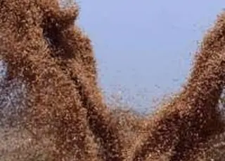 В Україні з початку грудня дешевшає продовольча пшениця: ціни впали на 200–400 грн/т