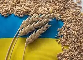 Російська пшениця витісняє український продукт з ринків MENA
