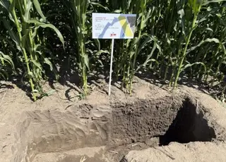 Результати вирощування кукурудзи за технологією Strip-till: досвід та перспективи