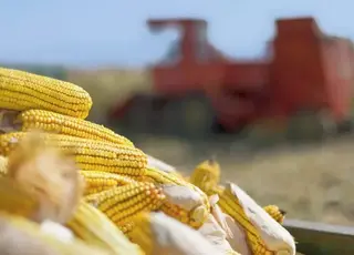 В Україні зростають ціни на кукурудзу через затримку жнив і погодні ризики