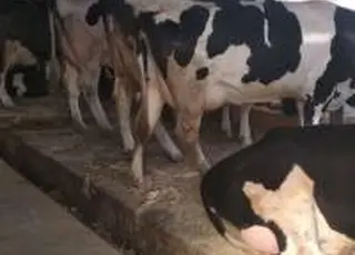 «Українська молочна компанія» планує у 2025 році виробляти 300 тонн молока на добу