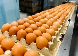 Великий виробник яєць побудує дві птахофабрики на Хмельниччині