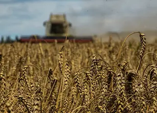 Україна може втратити до 280 млн євро через відновлення квот ЄС на експорт пшениці