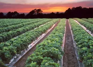 Ягідну ферму на 12 га виставили на продаж у Київській області