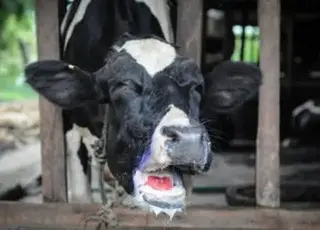 В Україні заявили про приховану епідемію ящуру в рф