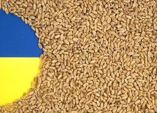 Експорт української пшениці у вересні перевищив 1 млн т