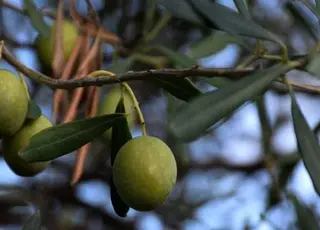 На Херсонщині наступного року висадять першу плантацію оливкових дерев