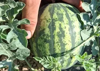 На ринку Європи з’явилися нові сорти супермінікавунів