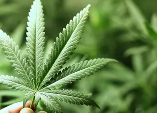 В Україні вже 38 офіційних виробників промислових конопель зареєстровано в системі єКоноплі