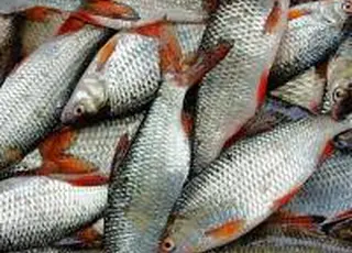 Держава розширює можливості закупівлі української рибної продукції для ЗСУ