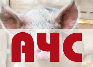 Продовольча безпека під загрозою: чому Україна потребує вакцинації свиней