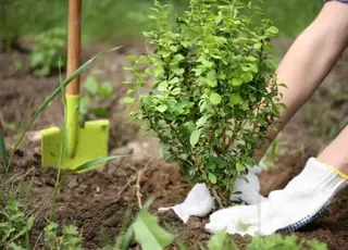 Як уберегти дерева й квіти від перепадів температури взимку