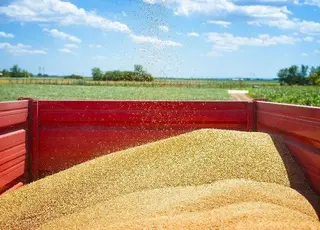 Ціни на пшеницю у світі різко пішли вгору