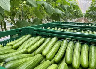 Стало відомо, з яких цін розпочався сезон тепличних огірків в Україні