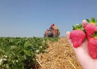 На Сумщині аграрний ліцей висадив органічну малинову плантацію