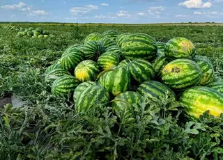 Полтавщина вирвалася в лідери України за площами баштанів