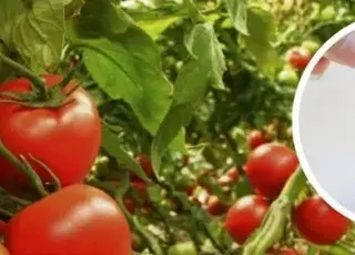 В Україні зафіксовано рекордне зростання цін на масло через експорт
