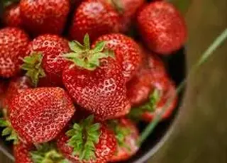 На Закарпатті вже продають місцеву полуницю: скільки коштує