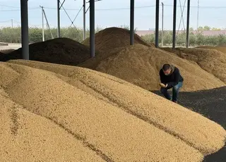 На Кіровоградщині три господарства подали заявки на пільгу зі сплати 10% мита на сою та ріпак