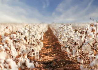 Світові ціни на бавовну злетіли до максимуму за два місяці