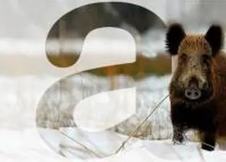 Африканська чума свиней: ФАО запускає онлайн-навчання з біобезпеки для мисливських господарств України на AgriAcademy