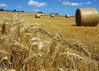 Кадастровий номер і зелений держакт: що потрібно знати власникам землі